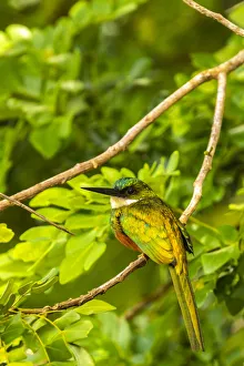 Prints of Caribbean, Tobago. Rufous-tailed jacamar bird on limb. Credit as: Cathy and Gordon Illg / Jaynes Gallery / DanitaDelimont.com Caribbean Prints: Caribbean, Tobago. Rufous-tailed jacamar bird on limb. Credit as