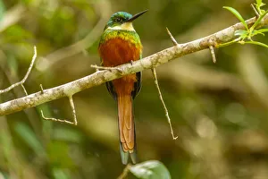 Images Dated 16th September 2020: Caribbean, Tobago. Rufous-tailed jacamar bird on limb. Credit as