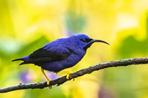 Caribbean Gallery: Caribbean, Trinidad, Asa Wright Nature Center. Male purple honeycreeper on limb