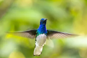 Images Dated 25th June 2020: Caribbean, Trinidad, Asa Wright Nature Center. Male white-necked jacobin hummingbird