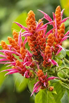 Images Dated 25th June 2020: Caribbean, Trinidad, Asa Wright Nature Center. Orange and pink flower blossoms