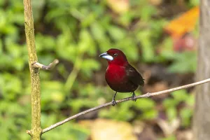 Caribbean, Trinidad, Asa Wright Nature Center. Silver-beaked tanager bird on limb