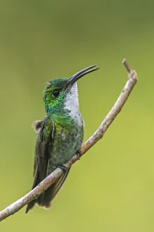 Images Dated 25th June 2020: Caribbean, Trinidad, Asa Wright Nature Center. White-chested emerald hummingbird on limb