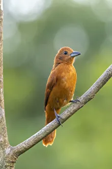 Caribbean, Trinidad, Asa Wright Nature Center. Female white-lined tanager bird on limb