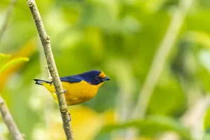 Images Dated 25th June 2020: Caribbean, Trinidad, Asa Wright Nature Center. Euphonia bird on limb