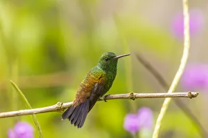 Images Dated 25th June 2020: Caribbean, Trinidad, Asa Wright Nature Center. Copper-rumped hummingbird on limb