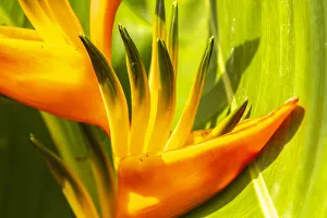 Images Dated 25th June 2020: Caribbean, Trinidad, Asa Wright Nature Center. Bird of paradise blossom