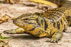Images Dated 25th June 2020: Caribbean, Trinidad, Asa Wright Nature Center. Tegu lizard close-up