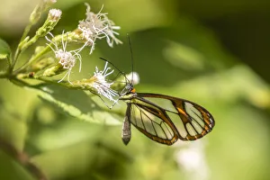 Images Dated 25th June 2020: Caribbean, Trinidad, Asa Wright Nature Center. Agnosia clearwing butterfly feeding