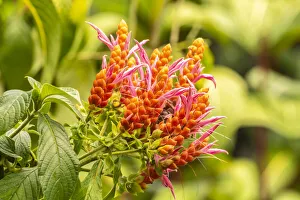 Images Dated 25th June 2020: Caribbean, Trinidad, Asa Wright Nature Center. Orange and pink flower blossoms
