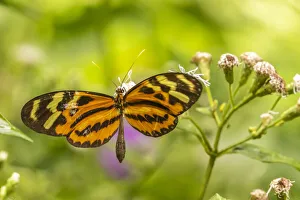 Images Dated 16th September 2020: Caribbean, Trinidad, Asa Wright Nature Center. Butterfly feeding