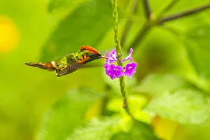 Images Dated 16th September 2020: Caribbean, Trinidad, Asa Wright Nature Center. Female tufted coquette hummingbird feeding