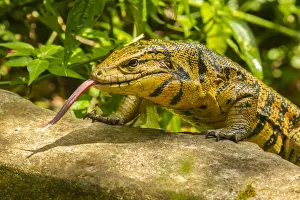 Images Dated 16th September 2020: Caribbean, Trinidad, Asa Wright Nature Center. Tegu lizard close-up