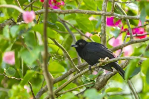 Caribbean, Trinidad, Asa Wright Nature Center. Male white-lined tanager bird on limb