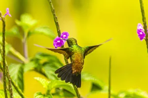 Images Dated 16th September 2020: Caribbean, Trinidad, Asa Wright Nature Center. Copper-rumped hummingbird feeding