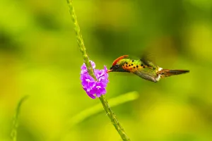 Images Dated 16th September 2020: Caribbean, Trinidad, Asa Wright Nature Center. Female tufted coquette hummingbird feeding