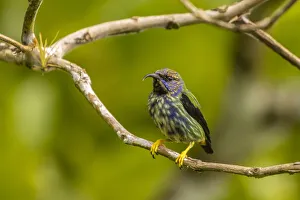 Images Dated 16th September 2020: Caribbean, Trinidad, Asa Wright Nature Center. Juvenile purple honeycreeper bird close-up