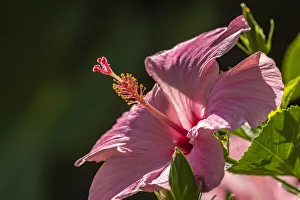 Images Dated 25th June 2020: Caribbean, Trinidad, Asa Wright Nature Center. Hibiscus blossom close-up