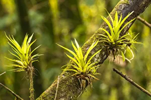 Images Dated 25th June 2020: Caribbean, Trinidad, Asa Wright Nature Center. Bromeliads growing on tree