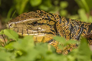 Caribbean, Trinidad, Asa Wright Nature Center. Tegu lizard close-up