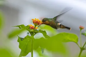 Images Dated 25th June 2020: Caribbean, Trinidad, Asa Wright Nature Center. Female tufted coquette hummingbird feeding
