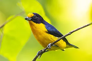 Images Dated 25th June 2020: Caribbean, Trinidad, Asa Wright Nature Center. Euphonia bird on limb