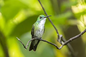 Images Dated 25th June 2020: Caribbean, Trinidad, Asa Wright Nature Center. White-chested emerald hummingbird on limb