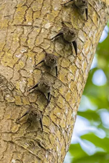Caribbean Gallery: Caribbean, Trinidad, Caroni Swamp. Bats lined up on tree
