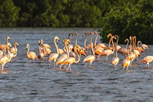 Images Dated 25th June 2020: Caribbean, Trinidad, Caroni Swamp. American greater flamingoes in water