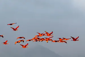 Caribbean, Trinidad, Caroni Swamp. Scarlet ibis birds in flight