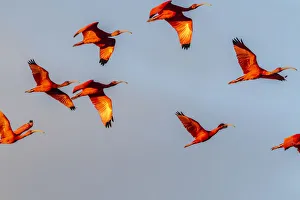 Caribbean, Trinidad, Caroni Swamp. Scarlet ibis birds in flight