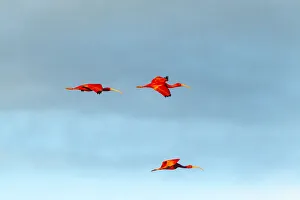 Images Dated 16th September 2020: Caribbean, Trinidad, Caroni Swamp. Scarlet ibis birds in flight