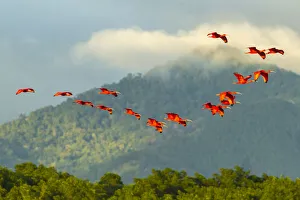 Caribbean, Trinidad, Caroni Swamp. Scarlet ibis birds in flight
