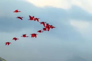 Caribbean, Trinidad, Caroni Swamp. Scarlet ibis birds in flight