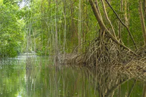 Caribbean Gallery: Caribbean, Trinidad. Caroni Swamp scenic. Credit as: Cathy