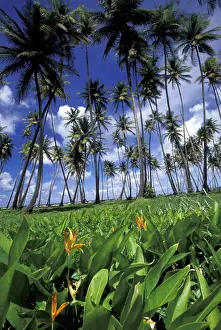 Caribbean, Trinidad, Port of Spain View of Manzanilla Bay