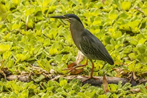 Caribbean Gallery: Caribbean, Trinidad. Striated heron close-up. Credit as
