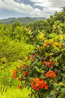 Prints of Caribbean, Trinidad. Tropical jungle landscape with flowers. Credit as: Cathy and Gordon Illg / Jaynes Gallery / DanitaDelimont.com Caribbean Prints: Caribbean, Trinidad. Tropical jungle landscape with flowers