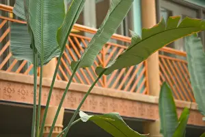 Caribbean, TURKS & CAICOS-Providenciales Island-Grace Bay: Tropical Plants / Hotel