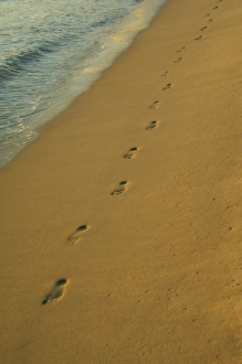 Caribbean, U. S. Virgin Islands, St. Thomas, Lindergh Bay, Emerald Beach. Foot prints