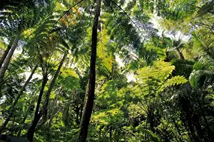 Caribbean, USA, Puerto Rico, El Junque Rainforest National Park. Americas only