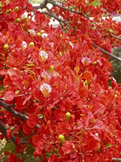 Images Dated 2003 June: Caribbean, US Virgin Islands, St. Croix, tree in red blooms