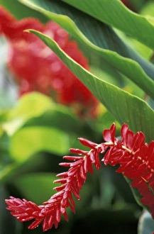 Red Ginger Prints: Caribbean, US Virgin Islands, St. Thomas, Charlotte Amalie. Red Ginger flower (Alpinia