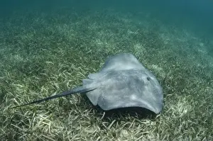 Images Dated 18th May 2015: Caribbean Whiptail Ray (Himantura schmardae) (Rhizophora mangle), Lighthouse Reef Atoll