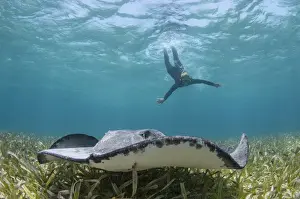 Alley Prints: Caribbean Whiptail Ray (Himantura schmardae) & snorkeler, Shark Ray Alley, Hol Chan