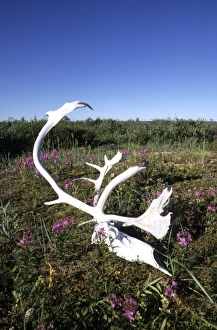 Caribou Prints: Caribou antlers, Northwest Territories, Canada