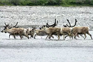 Caribou cross the icy Kongakut River as they migrate to the Arctic plain - Arctic