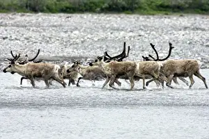 Artiodactyla Prints: Caribou cross the icy Kongakut River as they migrate to the Arctic plain - Arctic