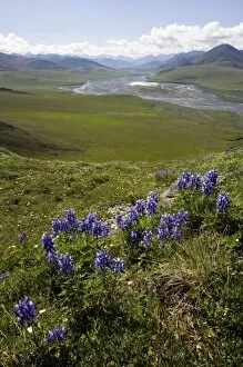 Images Dated 28th June 2006: Caribou Pass View with Arctic Lupine (Lupinus Arcticus) - Arctic National Wildlife Refuge