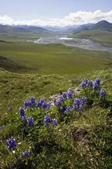 Images Dated 28th June 2006: Caribou Pass View with Arctic Lupine (Lupinus Arcticus) - Arctic National Wildlife Refuge